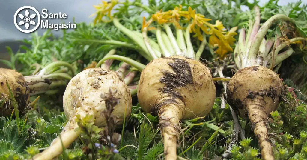 maca maroc - ultimate maca maroc - vente أهمية الماكا في تخفيض الضغط الدموي maca maroc -vente maca maroc -forever multi maca maroc -complément alimentaire maca maroc -poudre maca maroc -poudre maca maroc-le maca en arabe marocain -la maca en pharmacie maroc-maca 500 mg prix maroc -maca maroc prix - maca au maroc - فاكهة الماكا